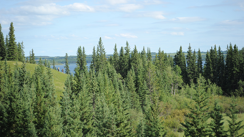 Trails, Beaches & Boreal Beauty: Meadow Lake Provincial Park