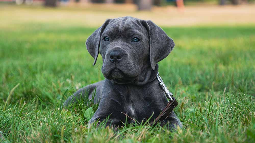 black dog relaxing in bright green grass in saskatchewan park