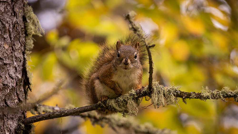 squirrel sitting in a tree